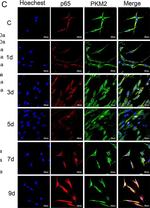 Mouse IgG (H+L) Secondary Antibody in Immunocytochemistry (ICC/IF)