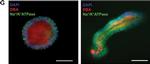 Mouse IgG (H+L) Cross-Adsorbed Secondary Antibody in Immunocytochemistry (ICC/IF)