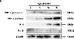 Rabbit IgG (H+L) Secondary Antibody in Western Blot (WB)