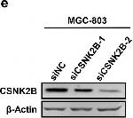 Rabbit IgG (H+L) Secondary Antibody in Western Blot (WB)