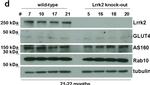 Sheep IgG (H+L) Secondary Antibody in Western Blot (WB)