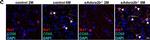 Rabbit IgG (H+L) Cross-Adsorbed Secondary Antibody in Immunohistochemistry (IHC)