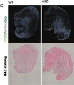 Rabbit IgG (H+L) Highly Cross-Adsorbed Secondary Antibody in Immunohistochemistry (Frozen) (IHC (F))