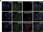 Human IgG (H+L) Cross-Adsorbed Secondary Antibody in Immunocytochemistry (ICC/IF)