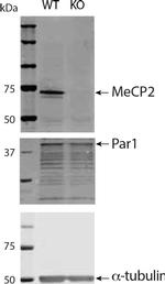 Mouse IgG (H+L) Secondary Antibody in Western Blot (WB)