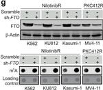 Goat IgG (H+L) Secondary Antibody in Western Blot (WB)