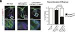 Rabbit IgG (H+L) Cross-Adsorbed Secondary Antibody in Immunohistochemistry (IHC)