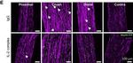 Rabbit IgG (H+L) Highly Cross-Adsorbed Secondary Antibody in Immunocytochemistry (ICC/IF)