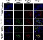 Mouse IgG (H+L) Highly Cross-Adsorbed Secondary Antibody in Immunocytochemistry (ICC/IF)