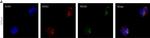 Mouse IgG (H+L) Cross-Adsorbed Secondary Antibody in Immunocytochemistry (ICC/IF)