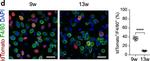 Rat IgG (H+L) Highly Cross-Adsorbed Secondary Antibody in Immunocytochemistry (ICC/IF)