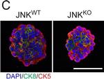 Rat IgG (H+L) Cross-Adsorbed Secondary Antibody in Immunohistochemistry (IHC)