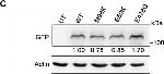 Rat IgG (H+L) Secondary Antibody in Western Blot (WB)