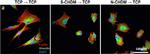 Mouse IgG (H+L) Cross-Adsorbed Secondary Antibody in Immunocytochemistry (ICC/IF)