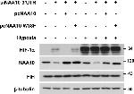 Rabbit IgG (H+L) Cross-Adsorbed Secondary Antibody in Western Blot (WB)