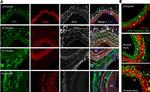 Rat IgG (H+L) Cross-Adsorbed Secondary Antibody in Immunohistochemistry (Frozen) (IHC (F))