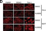 Mouse IgG (H+L) Cross-Adsorbed Secondary Antibody in Immunocytochemistry (ICC/IF)