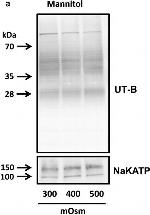 Mouse IgG (H+L) Secondary Antibody in Western Blot (WB)