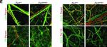 Rat IgG (H+L) Cross-Adsorbed Secondary Antibody in Immunohistochemistry (Paraffin) (IHC (P))