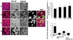 NFkB p65 Antibody in Immunohistochemistry (IHC)