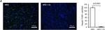 Rat IgG (H+L) Cross-Adsorbed Secondary Antibody in Immunohistochemistry (IHC)