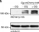 Mouse IgG (H+L) Secondary Antibody in Western Blot (WB)