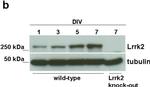 Sheep IgG (H+L) Secondary Antibody in Western Blot (WB)