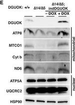 Rabbit IgG (H+L) Secondary Antibody in Western Blot (WB)