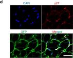 Guinea Pig IgG (H+L) Highly Cross-Adsorbed Secondary Antibody in Immunohistochemistry (IHC)