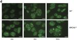 Rat IgG (H+L) Cross-Adsorbed Secondary Antibody in Immunocytochemistry (ICC/IF)