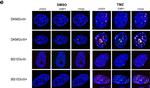 Mouse IgG (H+L) Cross-Adsorbed Secondary Antibody in Immunocytochemistry (ICC/IF)