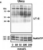 Mouse IgG (H+L) Secondary Antibody in Western Blot (WB)