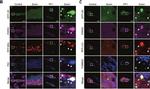 Rabbit IgG (H+L) Highly Cross-Adsorbed Secondary Antibody in Immunocytochemistry (ICC/IF)