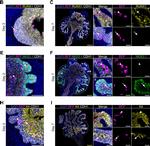 Goat IgG (H+L) Cross-Adsorbed Secondary Antibody in Immunohistochemistry (Paraffin) (IHC (P))