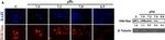 Mouse IgG (H+L) Secondary Antibody in Western Blot (WB)