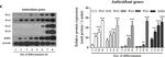 Rabbit IgG (H+L) Secondary Antibody in Western Blot (WB)