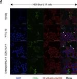 Mouse IgG (H+L) Highly Cross-Adsorbed Secondary Antibody in Immunocytochemistry (ICC/IF)