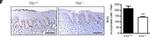 Mouse IgG (H+L) Secondary Antibody in Immunohistochemistry (IHC)