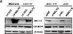 Rabbit IgG (H+L) Secondary Antibody in Western Blot (WB)