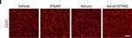 Goat IgG (H+L) Cross-Adsorbed Secondary Antibody in Immunohistochemistry (Frozen) (IHC (F))