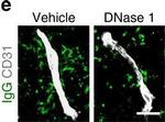 Mouse IgG (H+L) Highly Cross-Adsorbed Secondary Antibody in Immunohistochemistry (Frozen) (IHC (F))