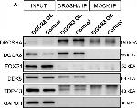 Rabbit IgG (H+L) Cross-Adsorbed Secondary Antibody in Western Blot (WB)