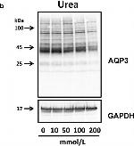 Mouse IgG (H+L) Secondary Antibody in Western Blot (WB)