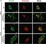 Rabbit IgG (H+L) Cross-Adsorbed Secondary Antibody in Immunohistochemistry (Frozen) (IHC (F))