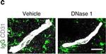 Mouse IgG (H+L) Highly Cross-Adsorbed Secondary Antibody in Immunohistochemistry (Frozen) (IHC (F))