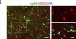 Rat IgG (H+L) Highly Cross-Adsorbed Secondary Antibody in Immunohistochemistry (Frozen) (IHC (F))