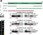 Mouse IgG (H+L) Secondary Antibody in Western Blot (WB)