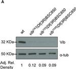 Rabbit IgG (H+L) Cross-Adsorbed Secondary Antibody in Western Blot (WB)