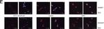 Mouse IgG (H+L) Cross-Adsorbed Secondary Antibody in Immunocytochemistry (ICC/IF)