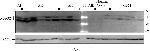 Rabbit IgG (H+L) Secondary Antibody in Western Blot (WB)